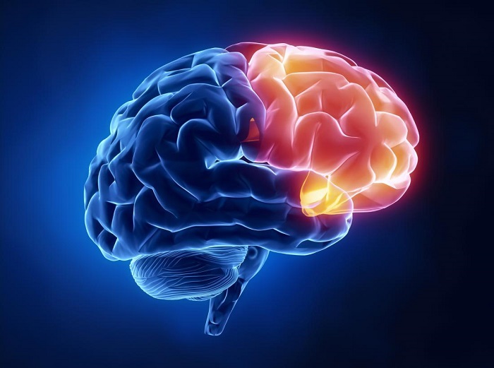 frontal lobe brain diagram