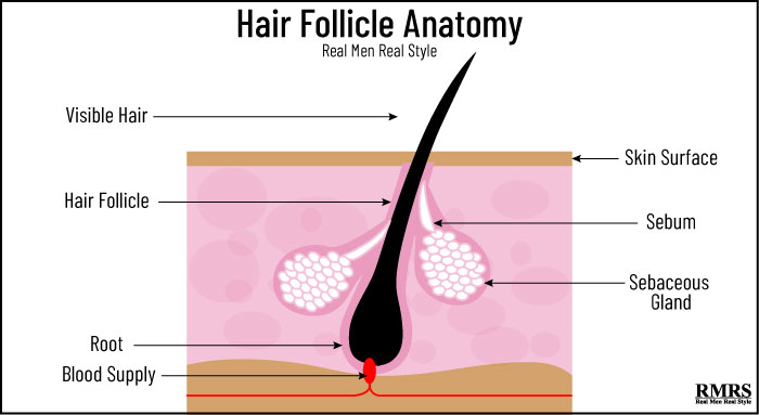 hair follicle infographic